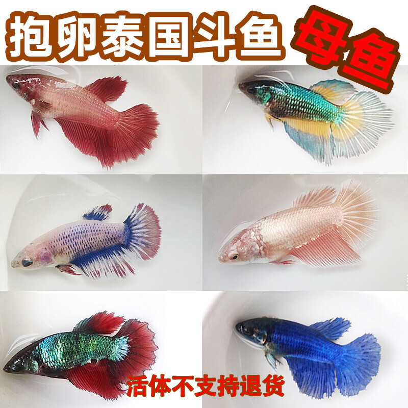 泰国斗鱼母鱼观赏鱼可群养抱卵繁殖半月母狮王将军大耳包活小鱼苗