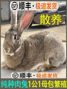 家养食用肉兔子活苗公母一对幼仔大型比利时种兔小白兔活物新西兰
