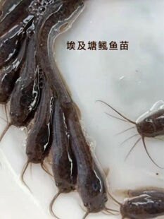 埃及塘鲺鱼苗淡水 养殖埃及鱼苗革胡子鲶鱼苗本地塘角鱼苗批 发