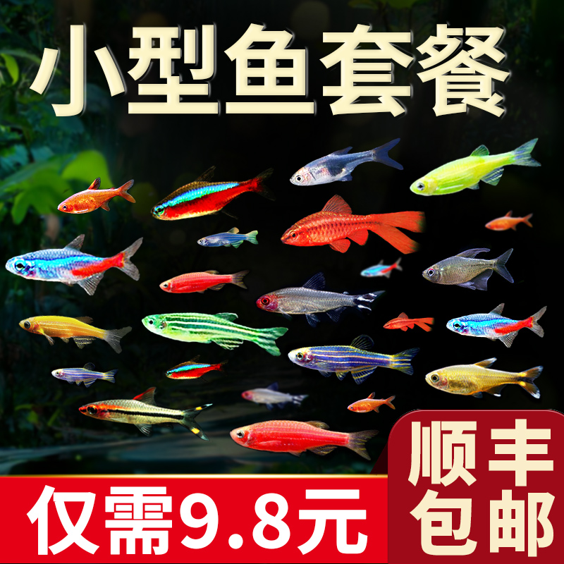 热带观赏鱼荧光斑马鱼孔雀鱼灯科红绿灯鱼小型活鱼冷水鱼淡水好养