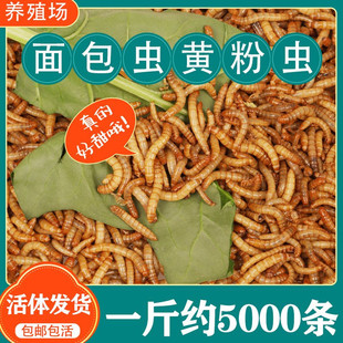 面包虫活体黄粉虫活虫金龙鱼蝎子乌龟石蛙鸟饲料 包邮