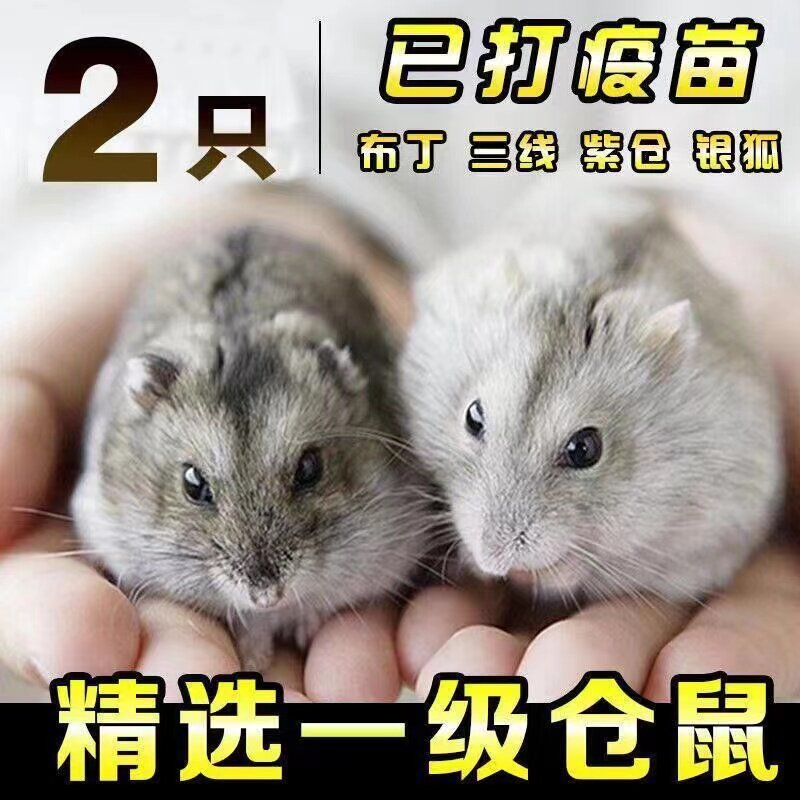 小仓鼠活物送笼子布丁银狐金丝熊笼子