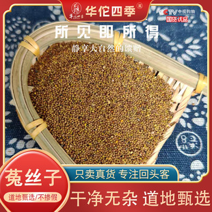 菟丝子 内蒙野的菟丝子吐丝子干净无硫 人工挑选无杂质泡水煮水