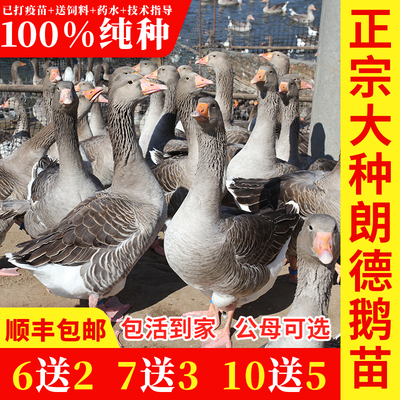 小鹅活苗纯种朗德鹅活苗正宗大型朗德鹅苗灰雁鹅红嘴大雁鹅活体
