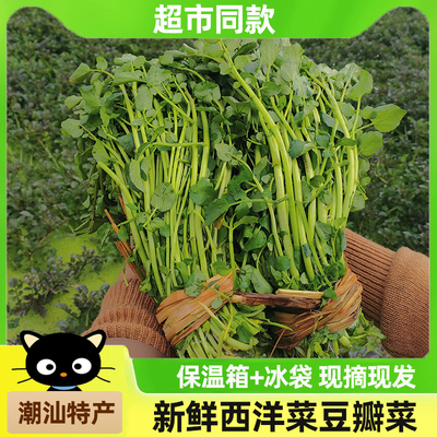 广东潮汕特产西洋菜新鲜蔬菜
