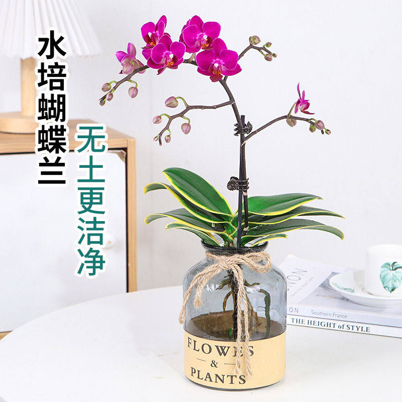 水培植物蝴蝶兰盆栽四季花卉室内桌面水养开花绿植带花苞进化空气