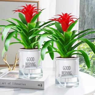 鸿运当头盆栽大盆红掌客厅摆放家养水培花卉植物室内花好养活四季