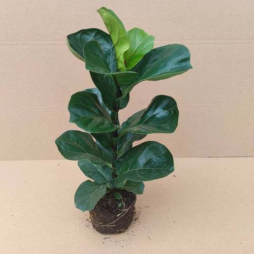 植物琴叶榕绿植春季净化空气卧室