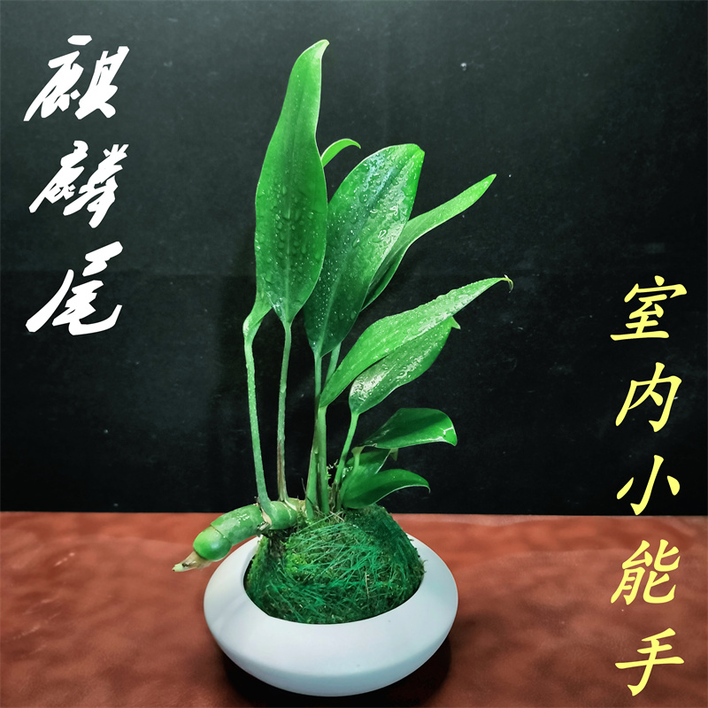 竹芋室内春季净化空气四季常青