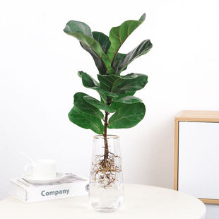 北欧风网红琴叶榕小盆栽室内耐阴绿植办公室桌面易养创意水培植物