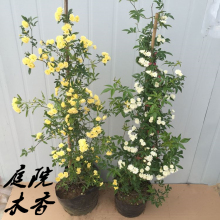 黄木香花苗爬藤植物红白木香树苗大苗室内庭院四季开花木香花盆栽