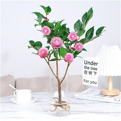 茶花盆栽室内外春季秋季净化空气