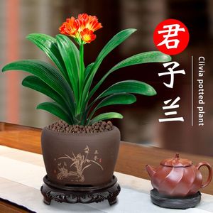 君子兰盆栽花卉植物室内客厅好养四季兰花阳台开花盆景办公桌绿植