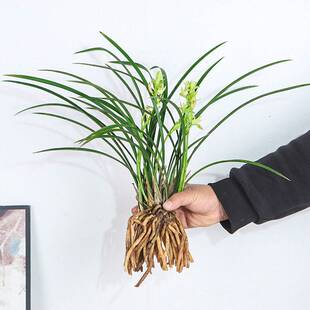 兰花建兰铁骨素心带花苞耐寒四季兰开花浓香室内阳台盆栽水培绿植