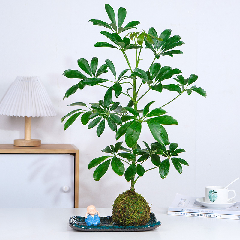 鸭脚木七叶莲室内室外春季秋季