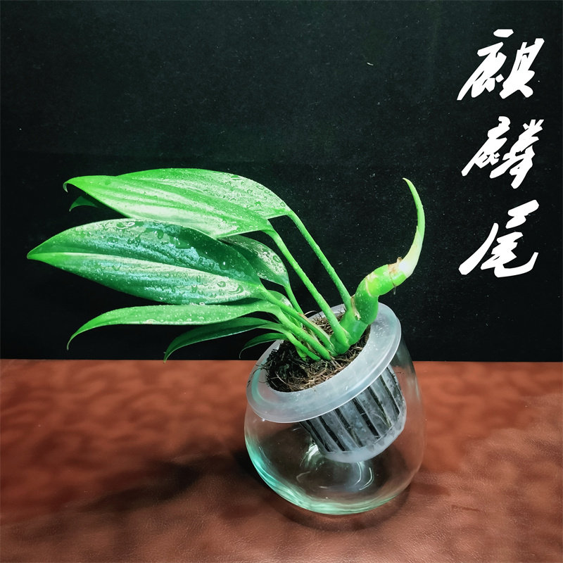 水培植物麒麟尾盆栽室内金钻竹芋四季常青藤蔓绿植幸福树净化空气