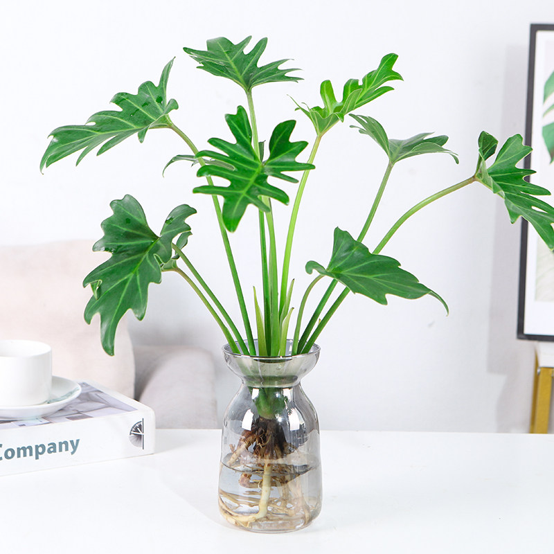 水培植物春羽龙鳞小天使苔藓球室内办公室水养绿植吸甲醛进化空气