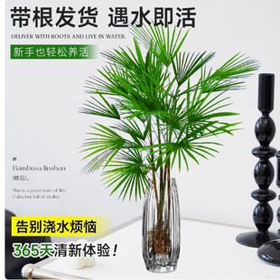 棕竹水培植物室内好养水竹富贵竹子盆栽客厅办公桌面绿植四季常青