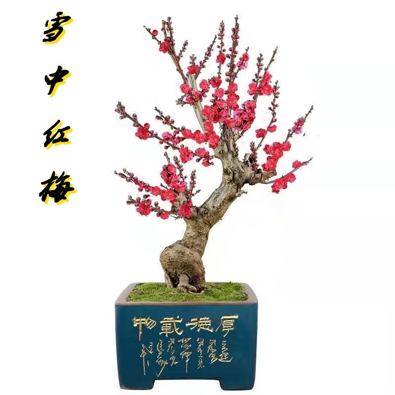 老桩红梅花造型盆景原生朱砂梅绿梅腊梅庭院阳台花卉耐寒盆栽绿植,鲜花速递/花卉仿真/绿植园艺,造型盆景,淘宝优惠券,粉丝福利购,淘宝优惠卷