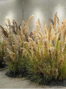 仿真芦苇干花假花北欧ins风客厅玄关插花橱窗隔断装饰绿植造景