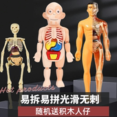 儿童玩具3d骨骼内脏骨架医学可拆卸 人体结构模型仿真解剖器官拼装