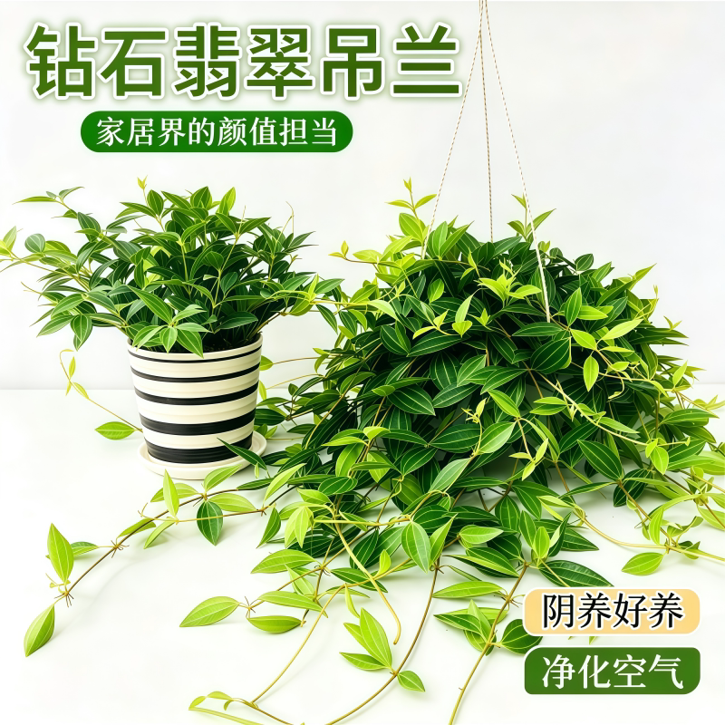钻石翡翠吊兰长藤垂吊椒草绿植盆栽观叶净化空气四季常绿客厅阳台