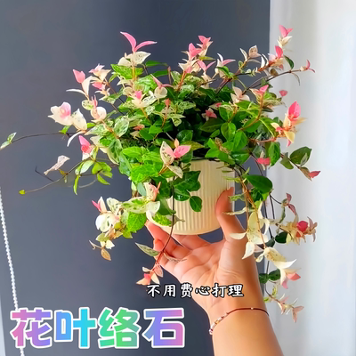 花叶络石四季五彩花卉