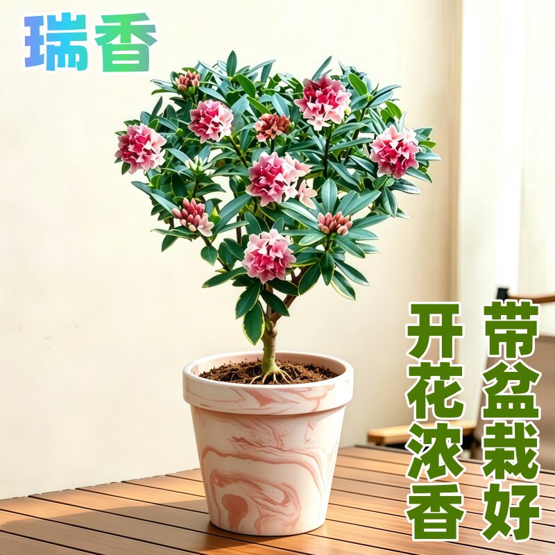 金边瑞香盆栽浓香型带花苞大苗老桩盆景客厅室内花卉四季耐寒植物