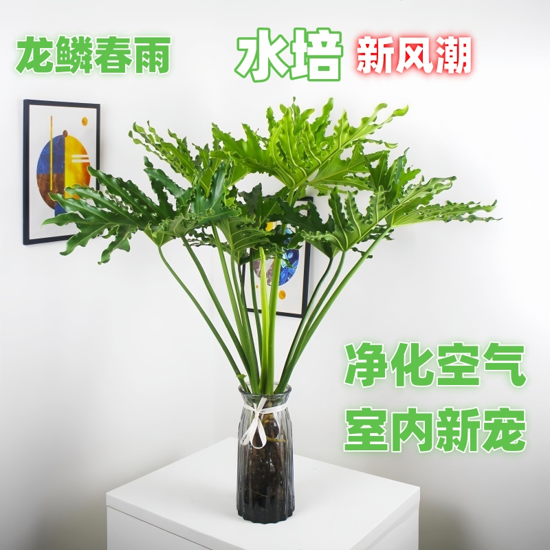 水培植物春羽盆栽蔓绿绒室内龙鳞春雨绿植常青净化空气好养办公室