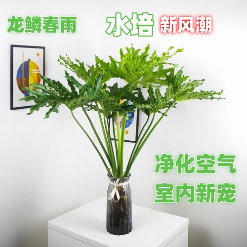 精品多叶，原土发货易养活