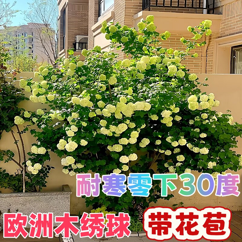 欧洲木绣球盆栽大苗耐寒耐热多花图片