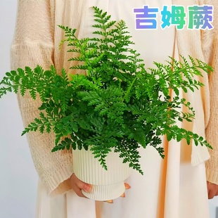 吉姆蕨盆栽展业鸟巢蕨网红蕨类植物办公室桌面绿植室内欧洲平安蕨