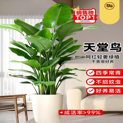 天堂鸟植物盆栽客厅办公室内大型绿植四季花卉大叶净化空气易养活