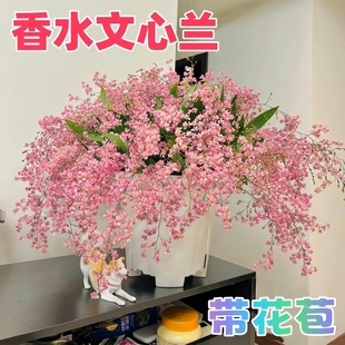 香水梦香文心兰盆栽开花浓香型带花剑室内客厅花卉四季花卉好养活