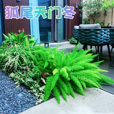 狐尾天门冬盆栽多年生