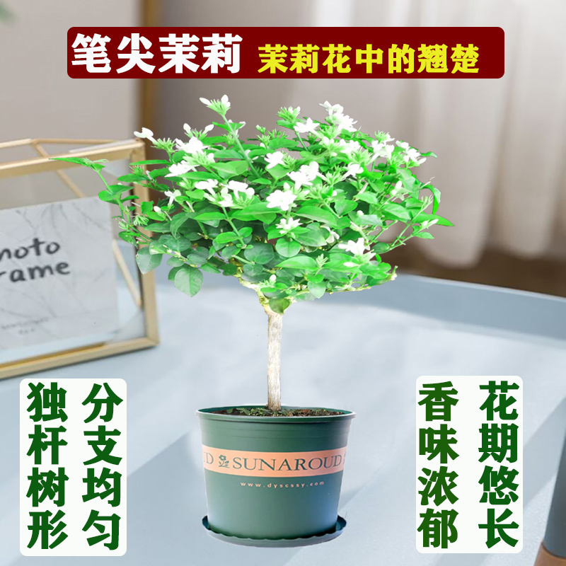 笔尖茉莉花盆栽单瓣浓香型好养植物室内外重瓣茉莉虎头茉莉花盆栽