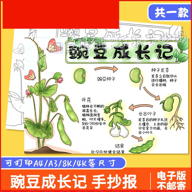 豌豆成长记手抄报模板小学生植物蔬菜生长观察记录日记线稿电子版