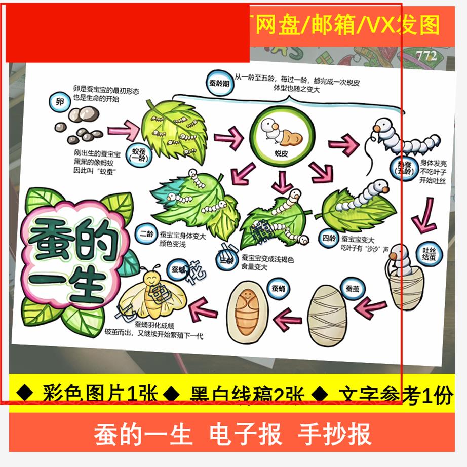 蚕的一生手抄报自然笔记蚕的生长过程小学生观察日记线稿模板