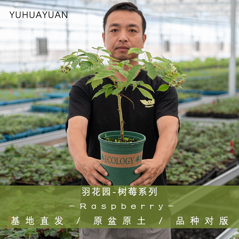 双季红树莓波尔卡盆栽大苗