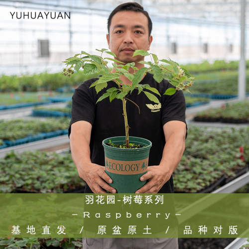 双季红树莓波尔卡盆栽大苗