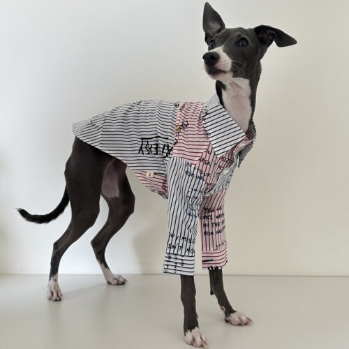 小灵缇惠比特贝灵顿梗犬狗衣服