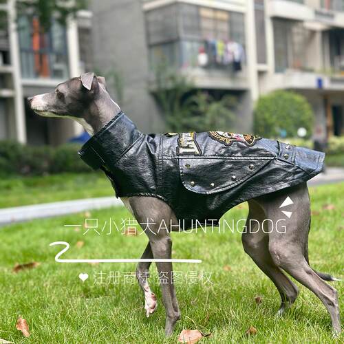 一只小猎犬潮牌超酷皮衣奔跑不拘束意大利小灵缇惠比特衣服