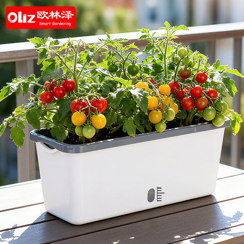 Oliz欧林泽窄边花盆迷你种菜盆阳台窗台种植盆多肉盆双层懒人吸水