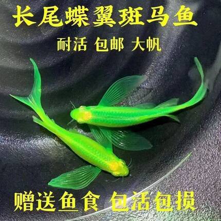 繁殖组长尾蝶翼斑马鱼好养耐活热带淡水鱼耐低温小型七彩淡水观赏