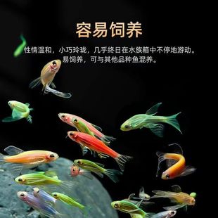 福利蝶翼斑马长尾观赏鱼群游王黑尾大勾热带淡水鱼草缸混养小体型