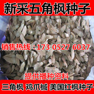 新采五角枫种子 三角枫种子 青枫种子 小叶鸡爪槭种子 元宝枫种子