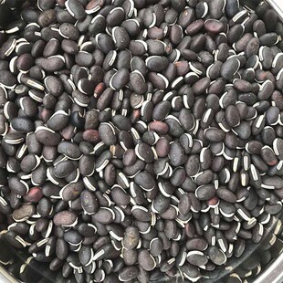 葛藤种子护坡种籽背藤野葛根边坡绿化藤本植物沙土巩固爬藤拉巴豆