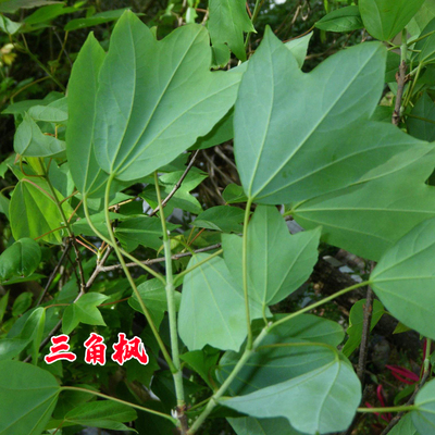 当年新采元宝枫种子五角枫种子