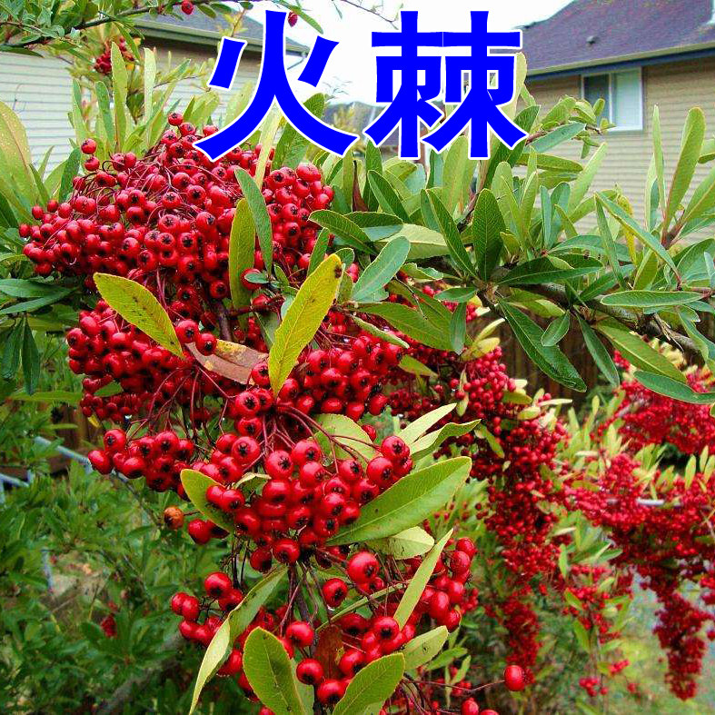 火棘种子铁篱笆种子林木种子