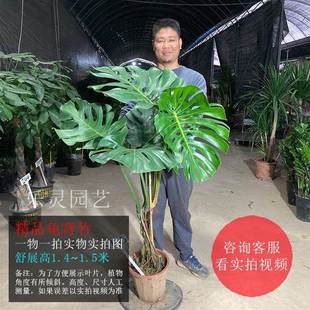 大叶巨型盆栽龟背竹老桩根大绿拍乐灵室内绿植龙鳞一物一植物园艺